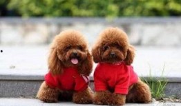 天门泰迪爆料视频最新,事件背后惊人真相